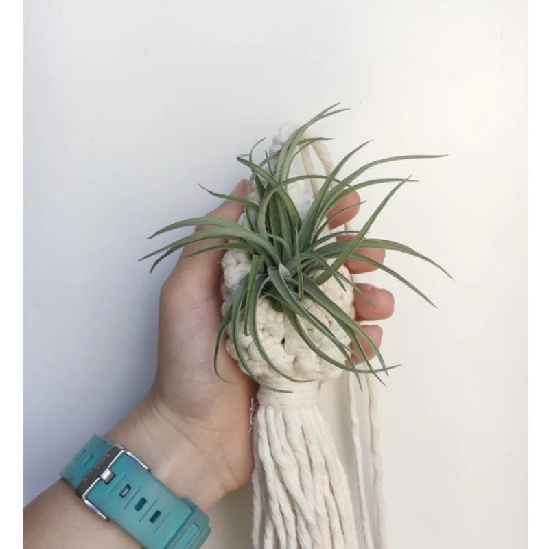 PinaNest | Beige Pineapple-Shaped Macrame Hanging Basket