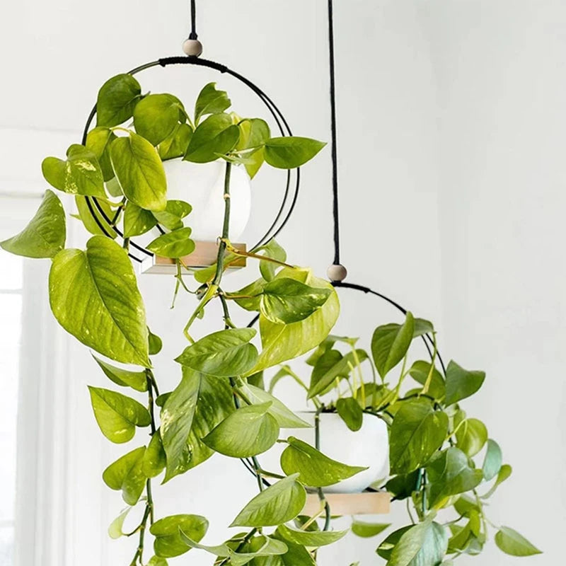 BloomLedge | Black Hanging Plant Shelf